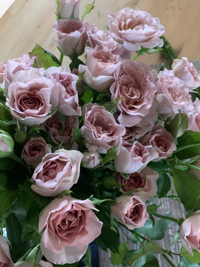 ビフォーアフター 薔薇 Blanc