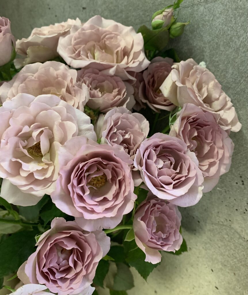 ビフォーアフター 薔薇 Blanc